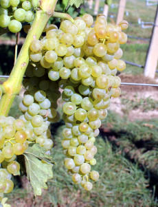 Trebbiano Toscano clone Ampelos CNT 4