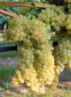 Trebbiano Toscano clone Ampelos CNT 8