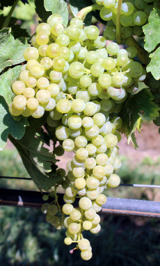 Trebbiano Toscano clone CRAVIC BC SF 7