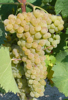 Trebbiano Toscano clone T 34 ICA PG