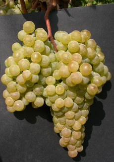 Trebbiano Romagnolo clone Ampelos DGV 6