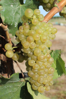 Chardonnay clone Ampelos VCP 7