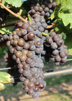 Pinot grigio clone Ampelos VCP 4