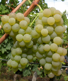 Vermentino clone Ampelos BC 8