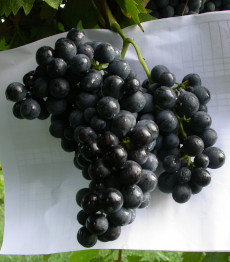 Montepulciano clone AMPELOS CNT 12