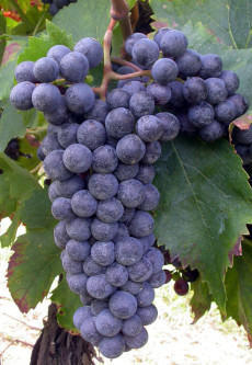 Sangiovese clone AMPELOS DGV 19