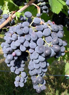 Sangiovese clone AMPELOS DGV 5