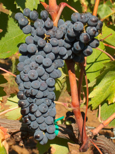 Sangiovese clone CRA-VIC BC SF 6