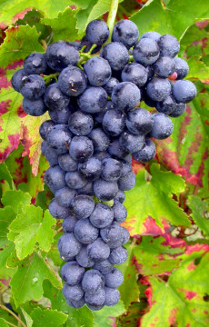 Syrah clone Ampelos DGV 12