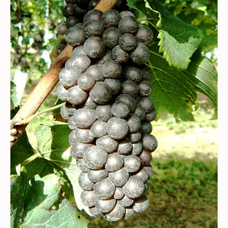 Pinot grigio clone Ampelos VCP 4