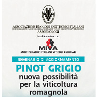 Pinot grigio in Romagna