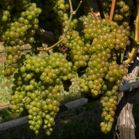 Il Mondo dei cloni, dalla barbatella al vino: Verdicchio clone Ampelos CNT 7