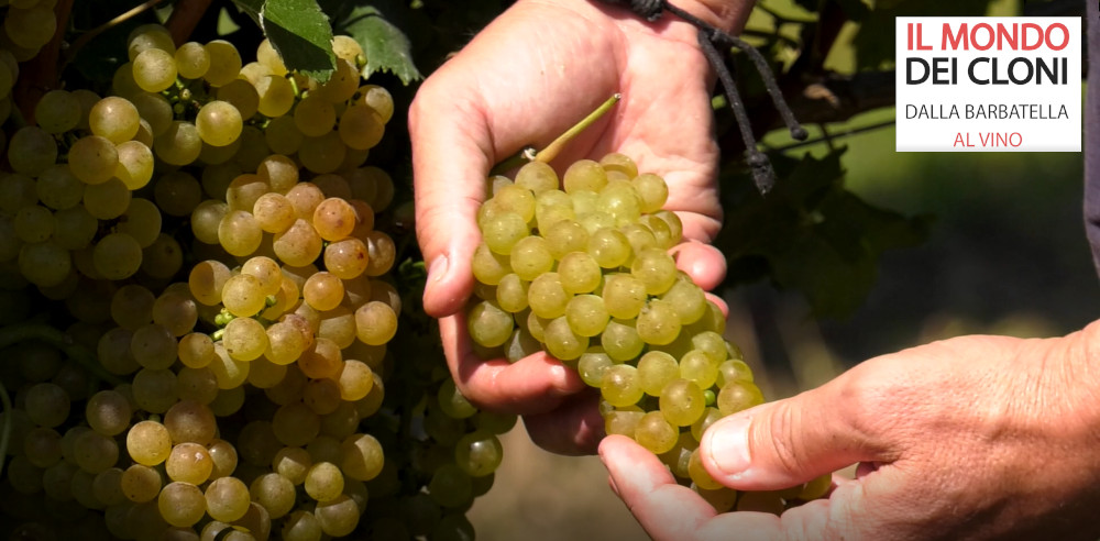 Selezione clonale in pillole: Chardonnay clone Ampelos VCP 7