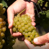 Il Mondo dei cloni, dalla barbatella al vino: Chardonnay clone Ampelos VCP 7