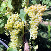 Trebbiano Toscano clone Ampelos CNT 4