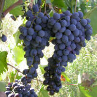 Sangiovese clone Ampelos DGV 5