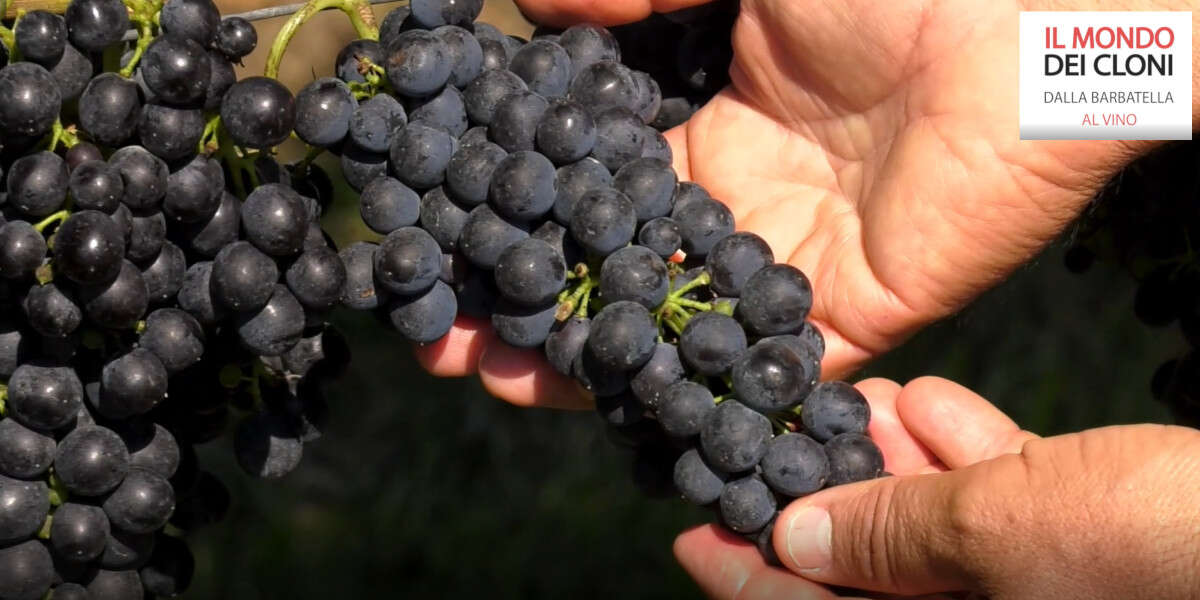 Syrah clone Ampelos DGV 12