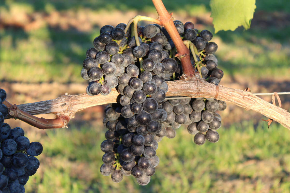 Sangiovese Ampelos TEA 15