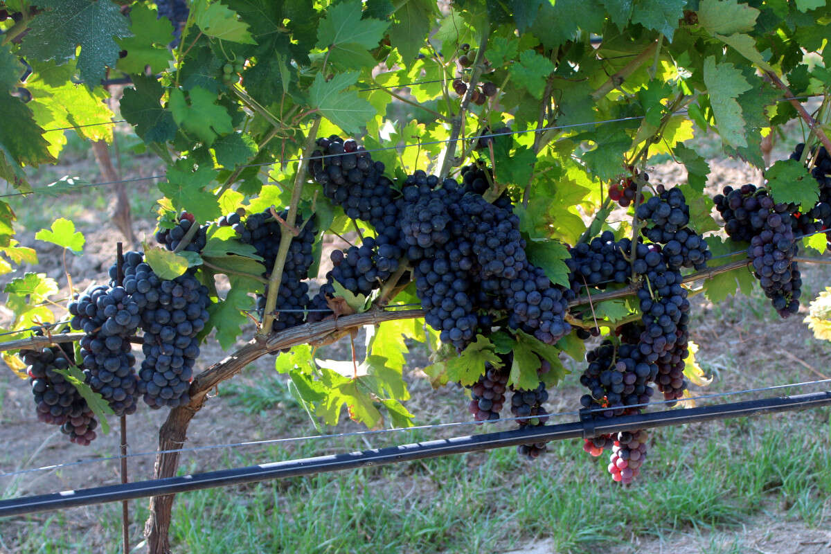 Nero d'Avola clone Ampelos VCP 2