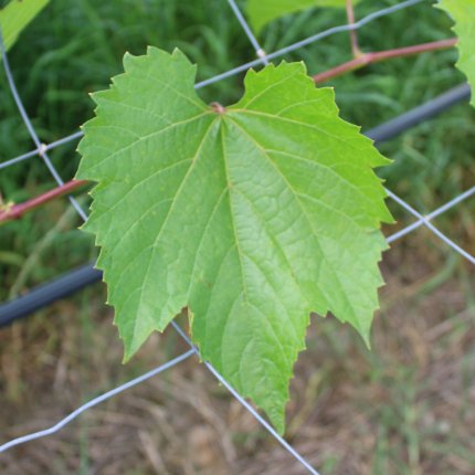 STAR 50 clone CAB 1