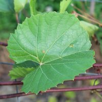 Aglianico Ampelos VCP-VL 5