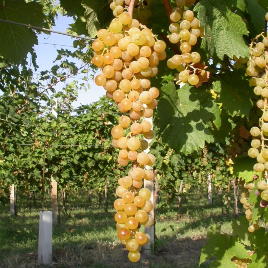 Albana Ampelos DGV 15