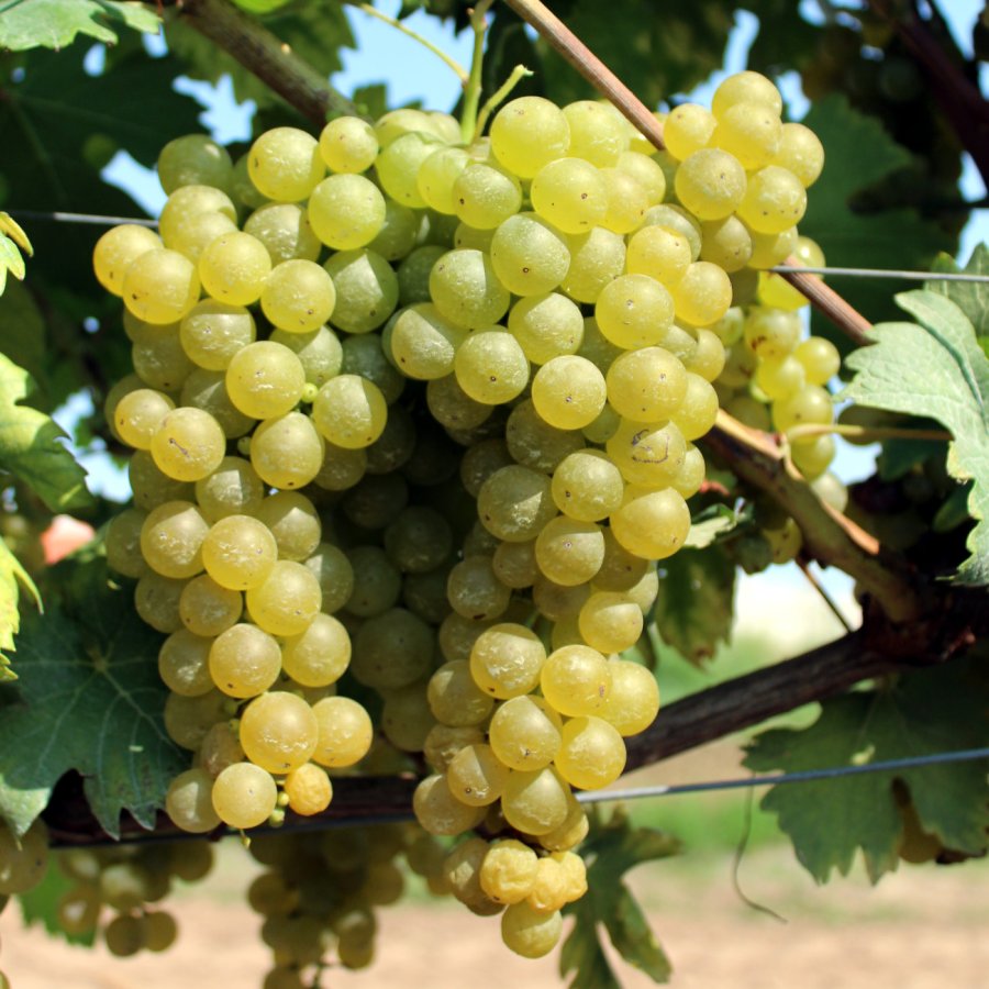 Alionza CAB 6