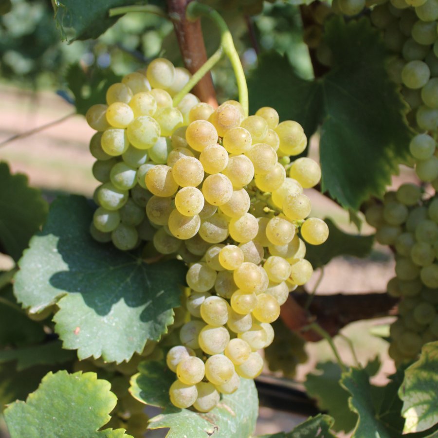 Fiano Ampelos TEA 24