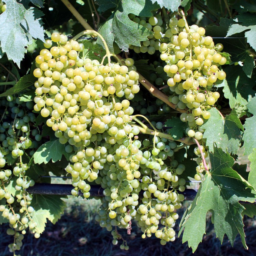 Malvasia Bianca di Candia Ampelos TEA 27
