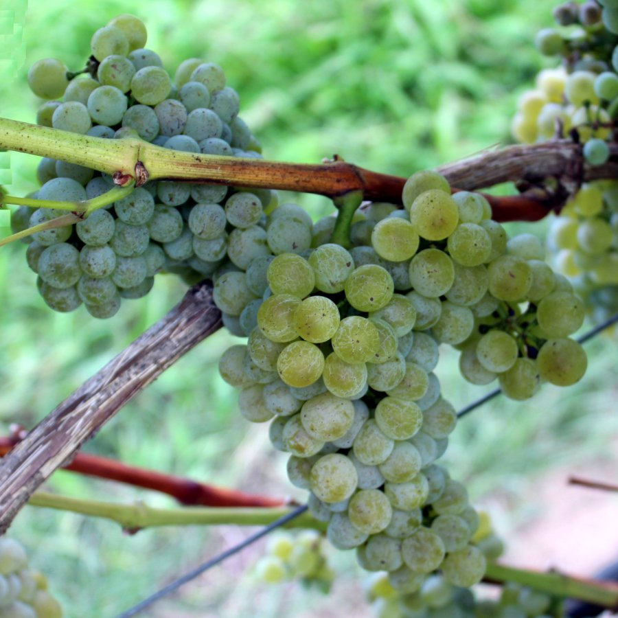 Sauvignon bianco Ampelos CC 1**