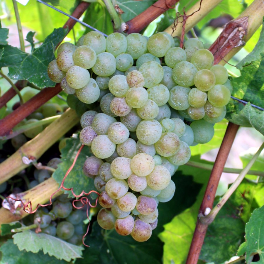 Trebbiano di Soave Ampelos CNT 1 (Lugana)