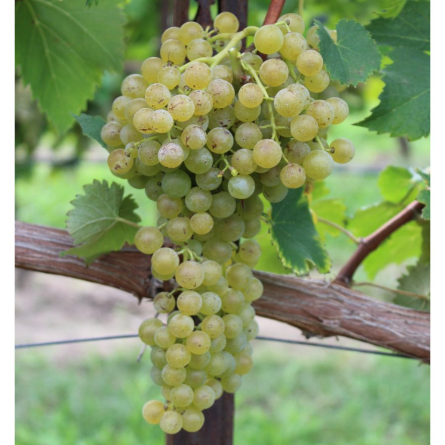 Trebbiano Modenese CAB 1 