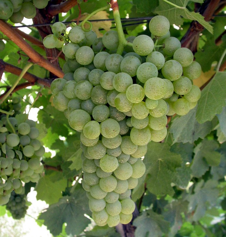Trebbiano Romagnolo Ampelos DGV 6
