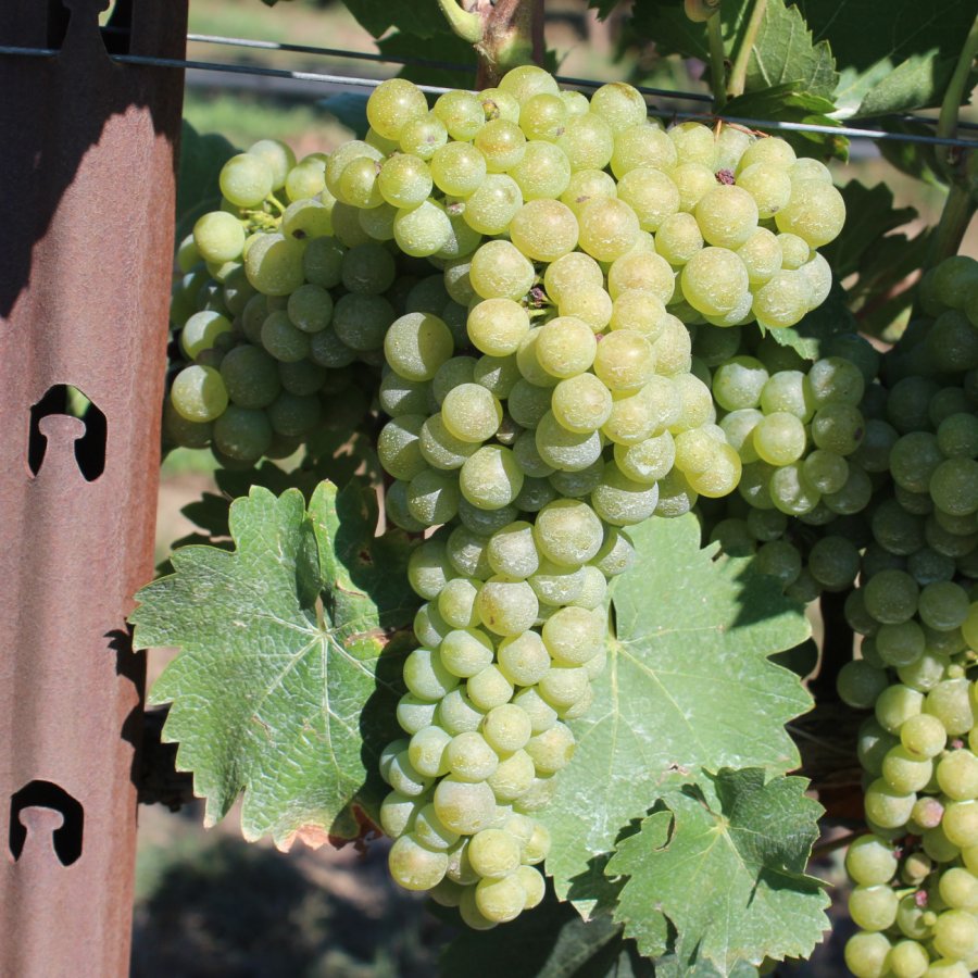 Trebbiano di Soave Ampelos CNT 6