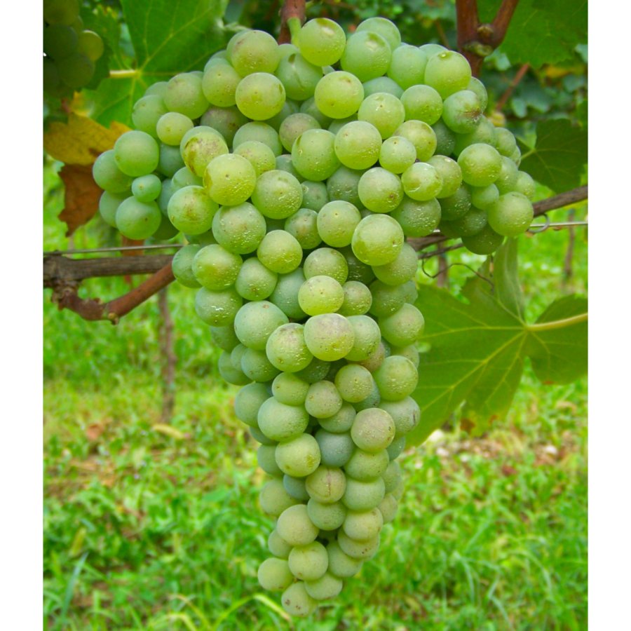 Verdello V 27 ICA PG (Verdicchio)