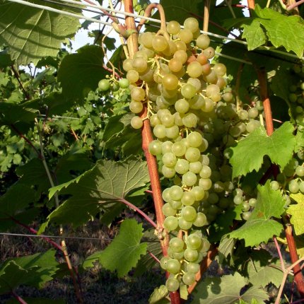 Albana Ampelos DGV 10