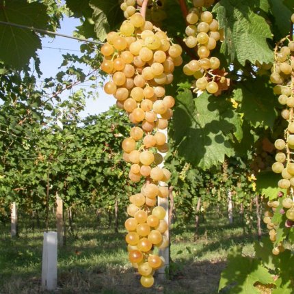Albana Ampelos DGV 15