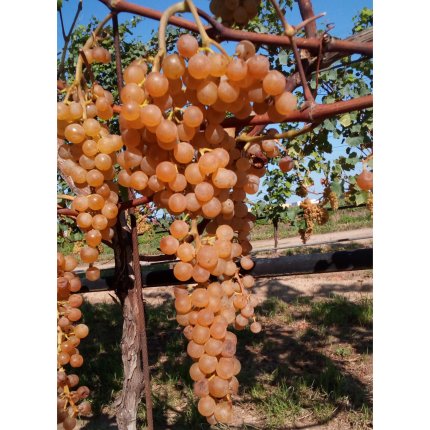 Albana Ampelos DGV 24