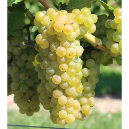 Chardonnay Ampelos SiSo 3**