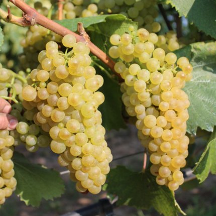 Chardonnay Ampelos VCP 7