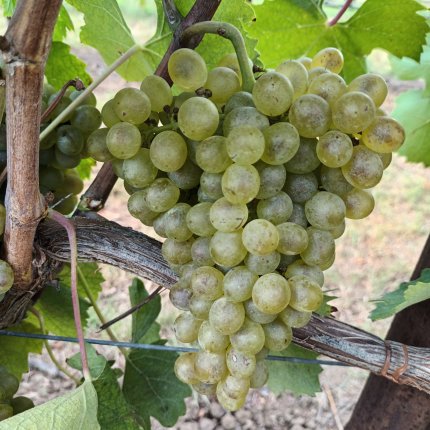Falanghina Ampelos EVA 1