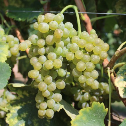 Fiano Ampelos EVA 2