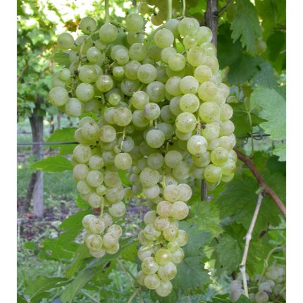 Garganega Ampelos TEA 104