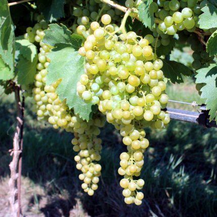 Malvasia Bianca di Candia Ampelos TEA 26