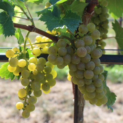Moscato bianco Ampelos BS 3**