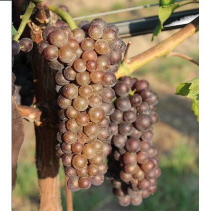 Pinot grigio Ampelos SiSo