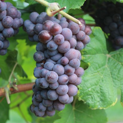 Pinot grigio Ampelos VCP 4