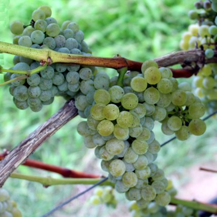 Sauvignon bianco Ampelos CC 1**