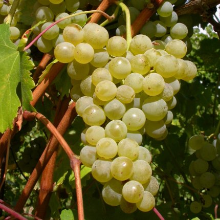 Spergola Ampelos DGV 7