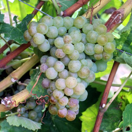 Trebbiano di Soave Ampelos CNT 1 (Lugana)